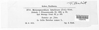 Melampsoridium betulinum image